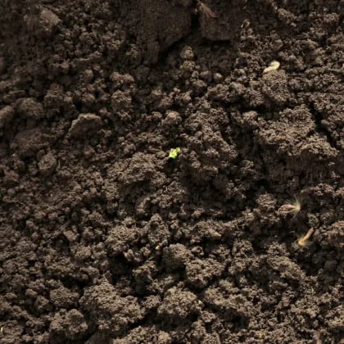 Garden Soil